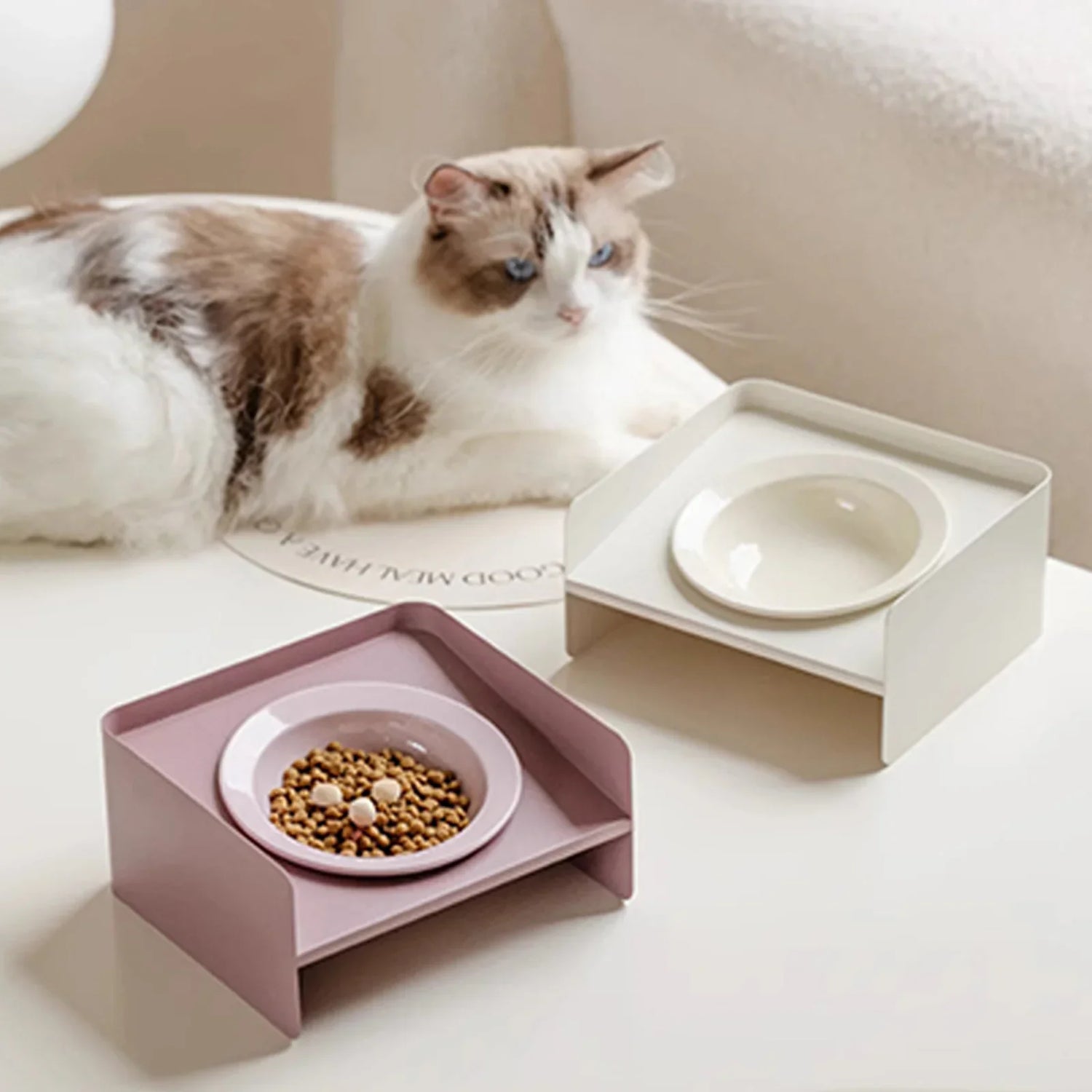Feeding & Bowls